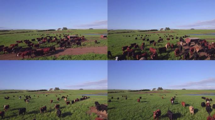 牧场中的牛畜牧场草原自然风光