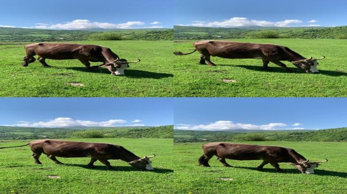 亚美尼亚洛里德塞格高地放牧草的农村奶牛的特写镜头