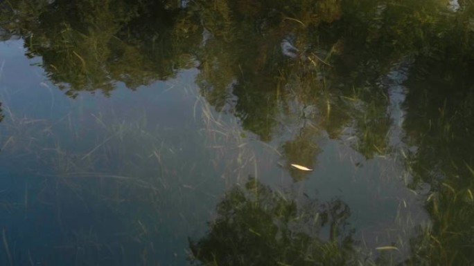 森林在河流中的倒影，树木随着水波摇曳，水草在水下可以清晰地看到，4k慢镜头。