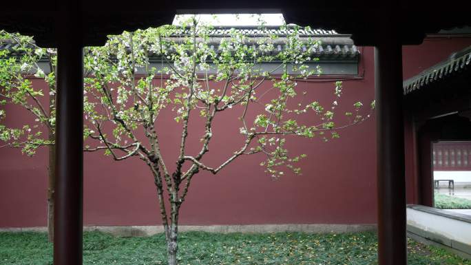 杭州钱王祠春天清明节雨天古建筑自然唯美