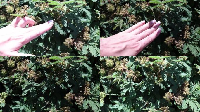 绿色含羞草害羞 (含羞草pudica) -一种独特的植物，如果它们被什么东西触摸，它会折叠它的叶子。