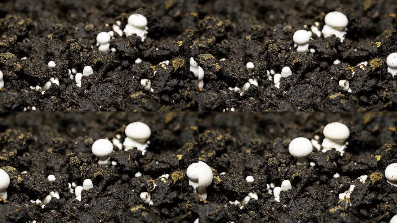 香菇在土壤背景上随时间推移生长。微生物在浇水时生活在地下