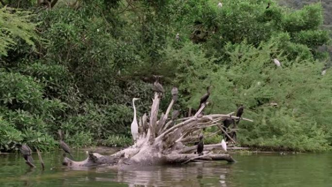 一群水鸟在Sumidero峡谷的干燥树干上休息