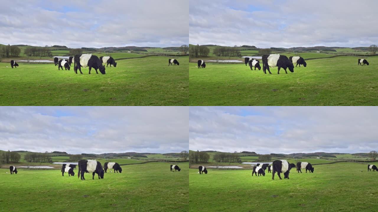 束带的加洛韦奶牛和小牛在田野里放牧