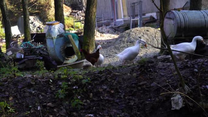 一群鸡鸭在农村房屋的院子里散步