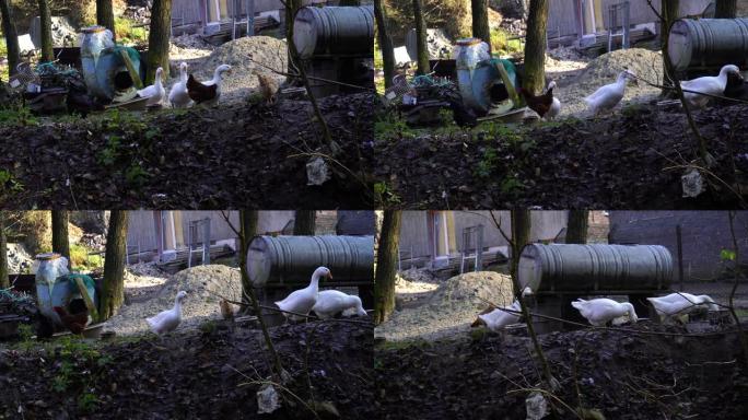 一群鸡鸭在农村房屋的院子里散步