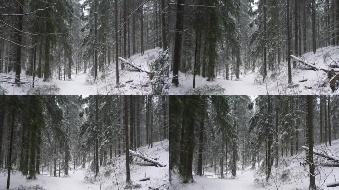 1月降雪后的冬季美丽森林