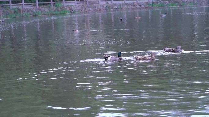 水面上的绿头鸭