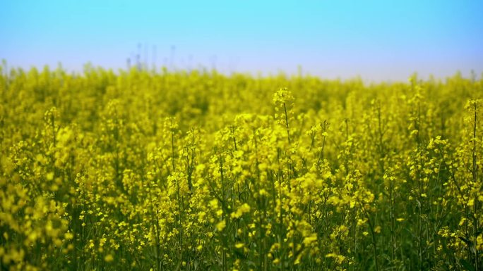 油菜花 蜜蜂 春天 春暖花开