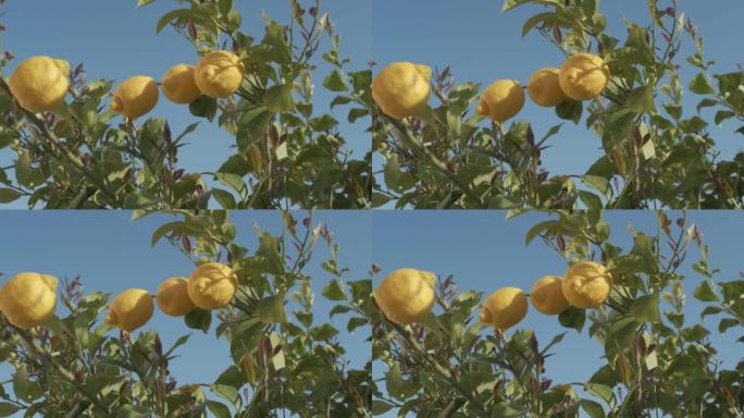 柠檬树上的柠檬。有机农业种植，柑橘植物