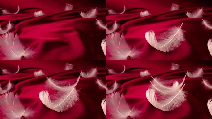 白天鹅的羽毛落在红色的丝绸上。慢动作。