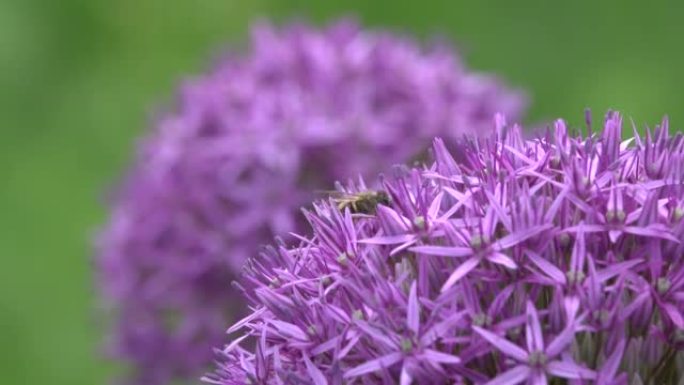 蜜蜂在紫色的花朵上采集花蜜和花粉。