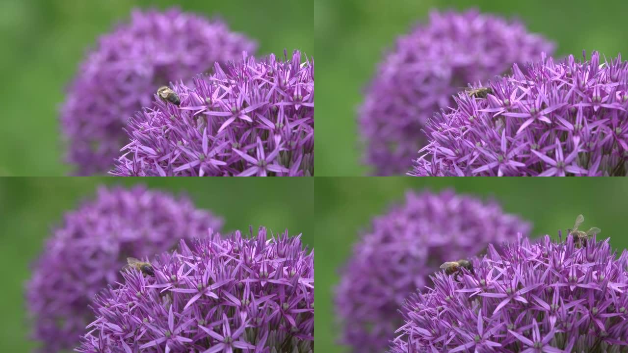蜜蜂在紫色的花朵上采集花蜜和花粉。