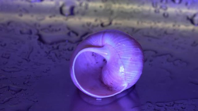 雨中带着水滴的蜗牛的壳