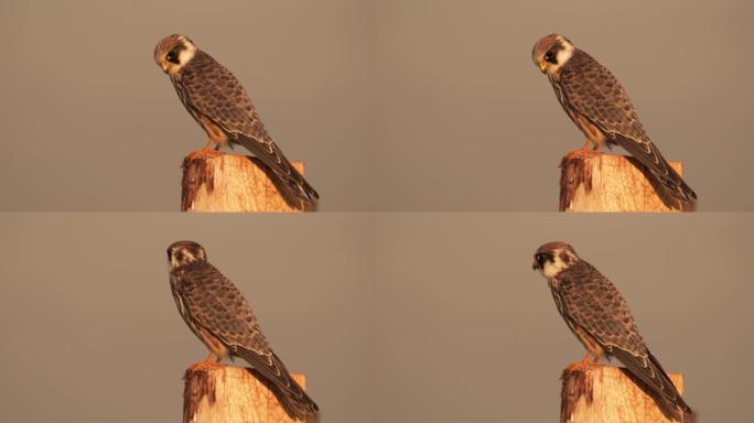 坐在木杆上的红脚猎鹰 (Falco vespertinus)