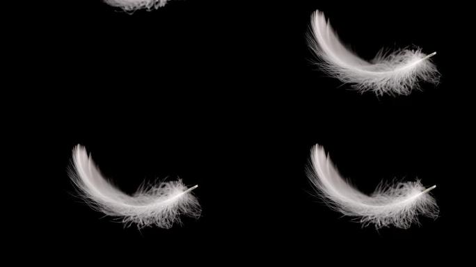黑色背景上掉落的白色天鹅羽毛。慢动作。