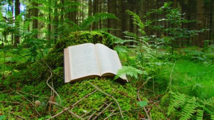 在自然背景下打开神圣的书。松树林苔藓地板。阳光照射在书页上。大的老树桩。智慧和知识的概念。
