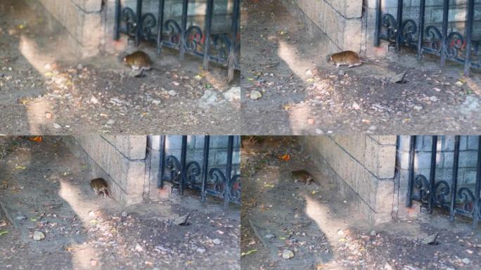 在夏日，寻找食物的大灰鼠在城市建筑物附近奔跑。老鼠入侵城市。灭绝人类居住地附近的啮齿动物。啮齿动物害