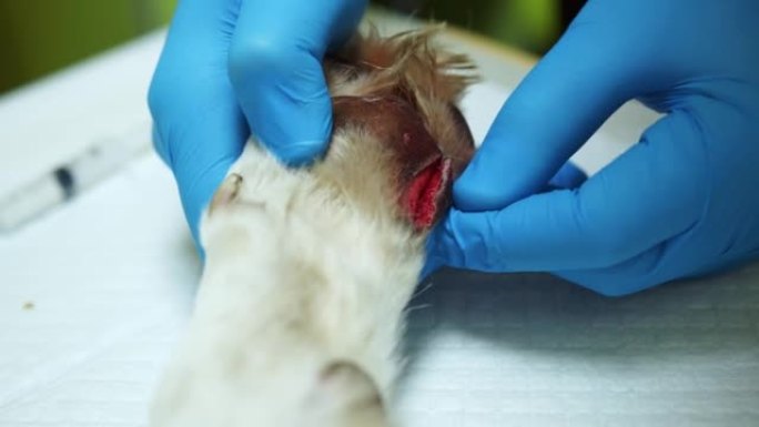 切开爪子上的伤口。狗的爪子上长的开放性伤口。手术台上兽医手中的一只白狗的爪子。开放性流血伤口