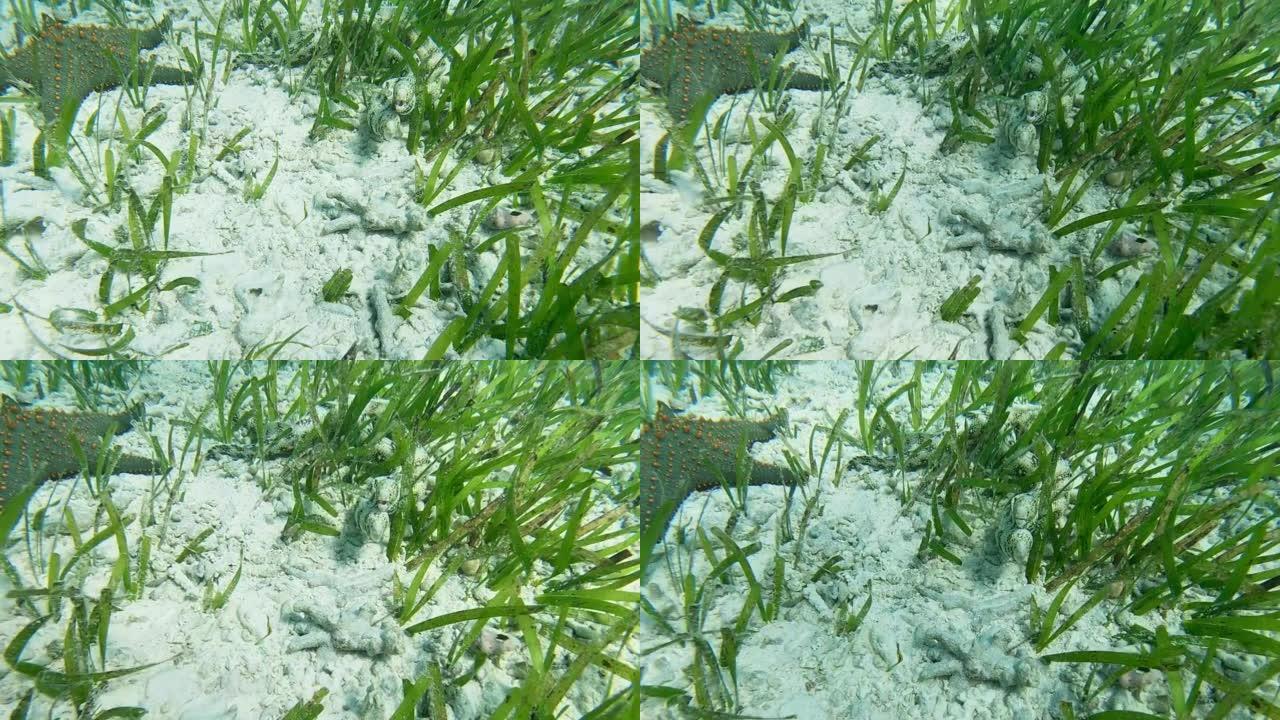 海星和鳗鱼的海床