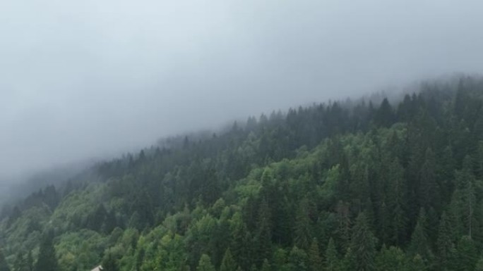山区有阴雨天气。烟雾弥漫在松树森林上。雾蒙蒙日山上云杉林木的航拍画面。美丽森林的晨雾。