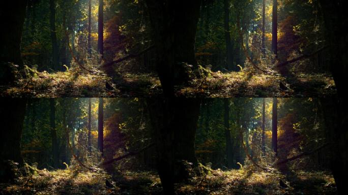 美丽的镜头，在野生森林中的老树干，一束光透过