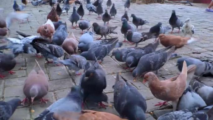 各种颜色的鸽子在城市公园的地面或人行道上吃玉米。