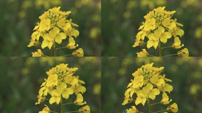 油菜花开