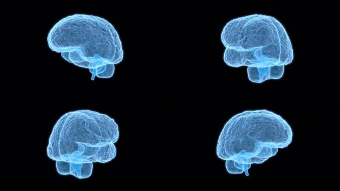 人脑-脑扫描-可循环