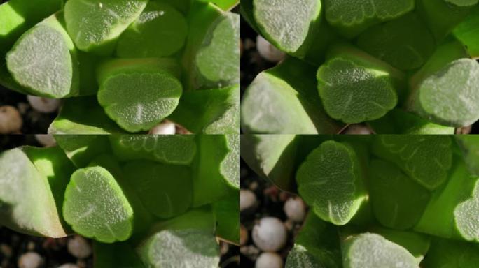 多汁的Haworthia Maughanii，顶视图特写镜头，缓慢旋转，斐波那契黄金比例概念