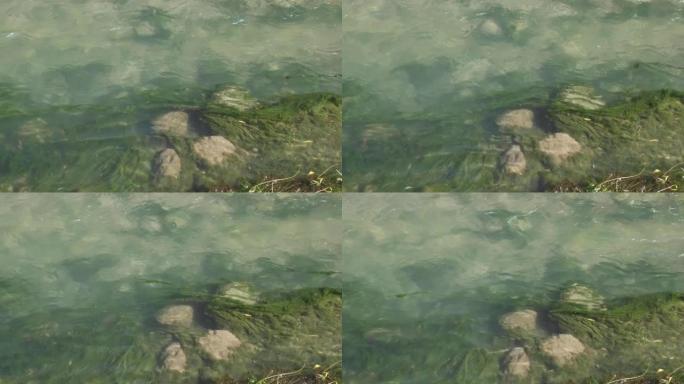 流经森林的河流