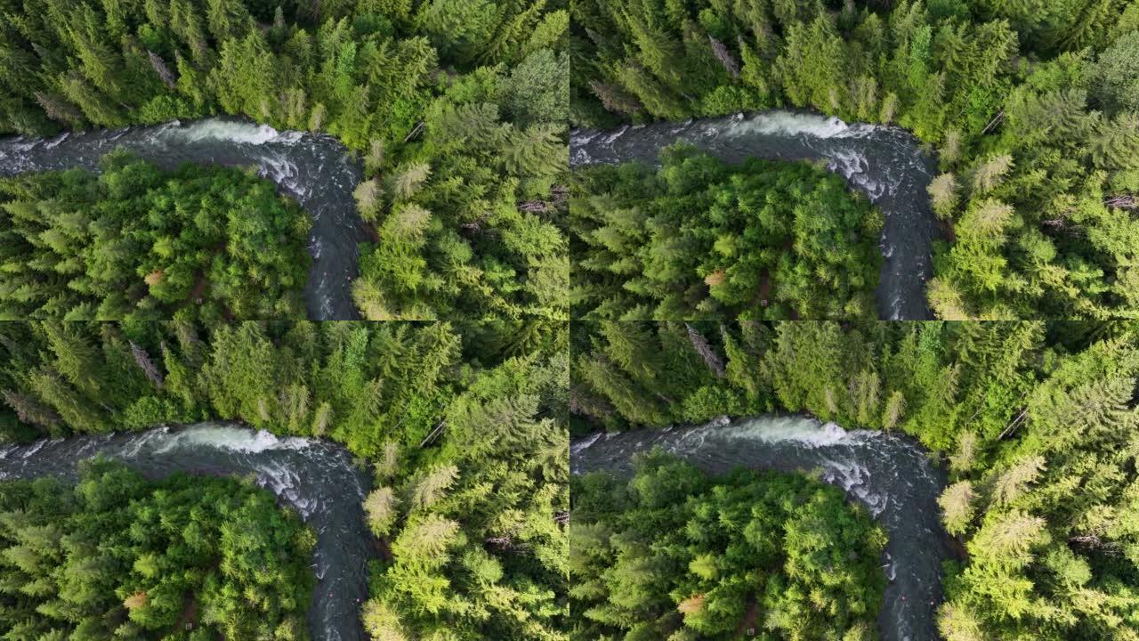 流经温带雨林的河流的鸟瞰图