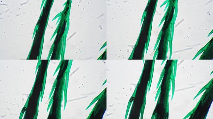 浆果毛整体安装在实验室显微镜下放大100倍，对抗明场