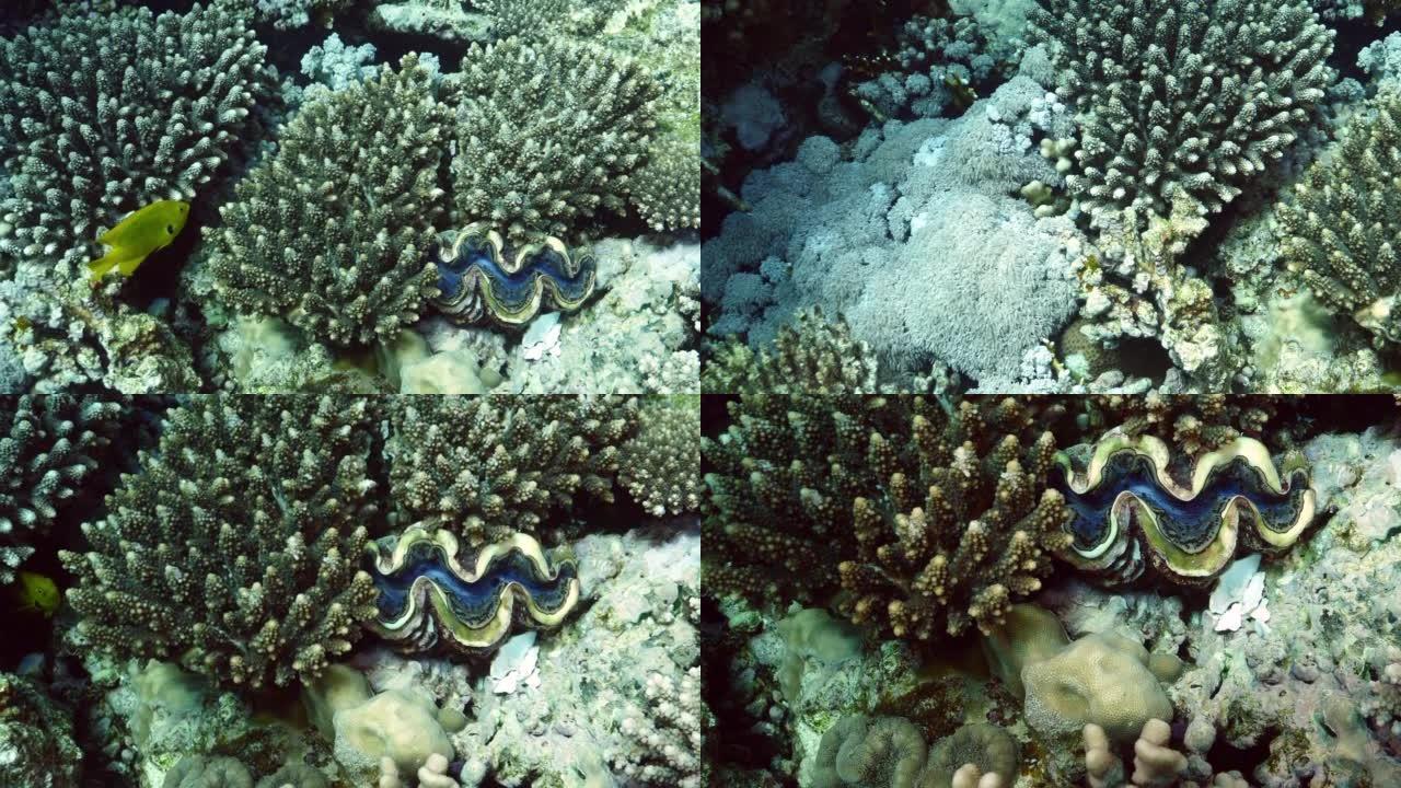 硬珊瑚 (Acropora humilis) 海景上的硫雀鲷 (Pomacentrus Sulfur