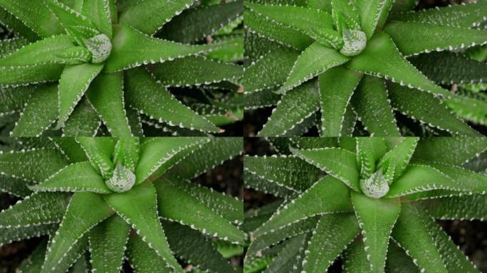 多汁的Haworthia fasciata，顶视图特写镜头，缓慢旋转，斐波那契黄金比例概念