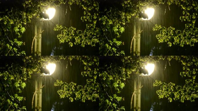 春季或夏季晚上的雨水在路灯的灯光下