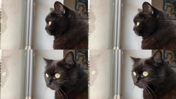 美丽的家养黑猫绿眼睛坐着盯着窗外