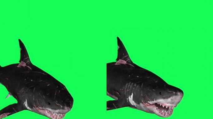 垂直视频鲨鱼在一个圆圈绿色屏幕前-3D渲染动画游泳