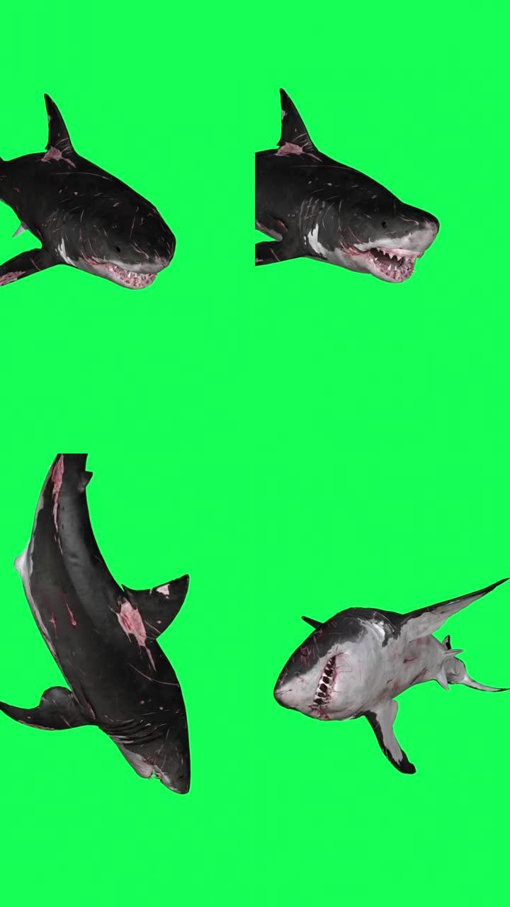 垂直视频鲨鱼在一个圆圈绿色屏幕前-3D渲染动画游泳