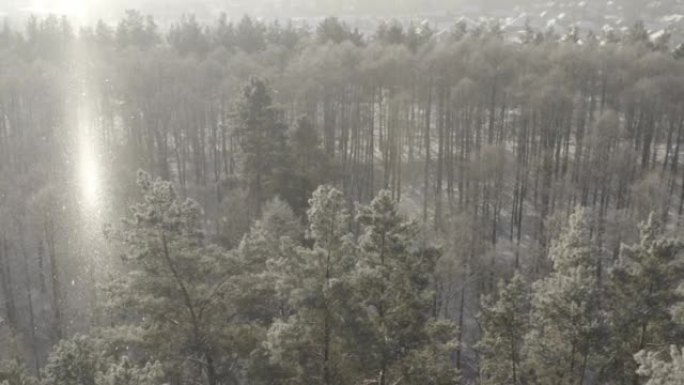 4K未分级，d-log美丽的白雪皑皑的森林在冬季霜冻的日子。在朦胧冰冻的早晨，鸟瞰图在令人惊叹的松树