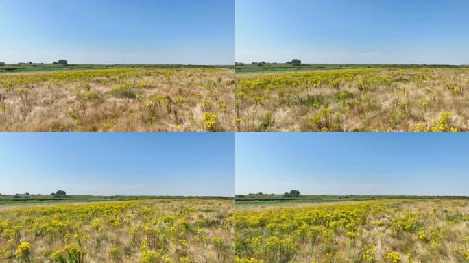 荷兰泽兰美丽风景和野花的空中无人机视图