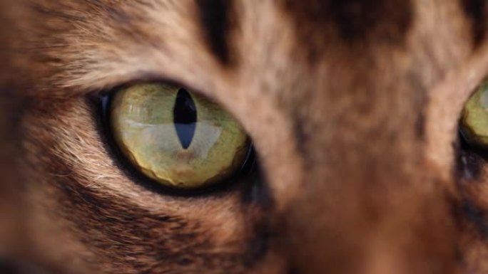 西伯利亚绿虎斑猫眼宏观特写。