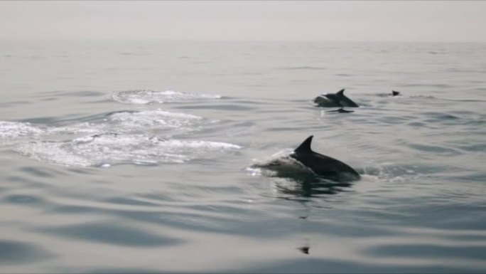 顽皮的海豚跳出海洋4K 48FPS慢动作
