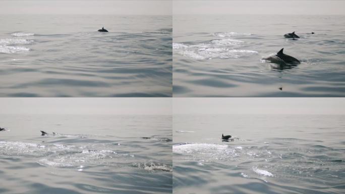 顽皮的海豚跳出海洋4K 48FPS慢动作