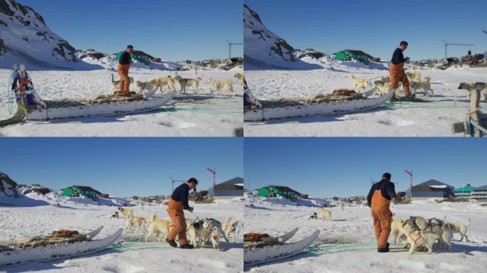 雪橇司机在雪地里准备爱斯基摩犬