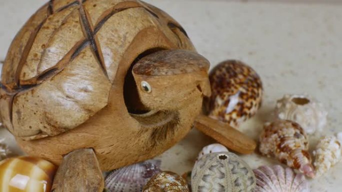 美丽的贝壳环绕着一只椰子龟摇头的身影。在轻便的桌子上进行平铺构图的特写