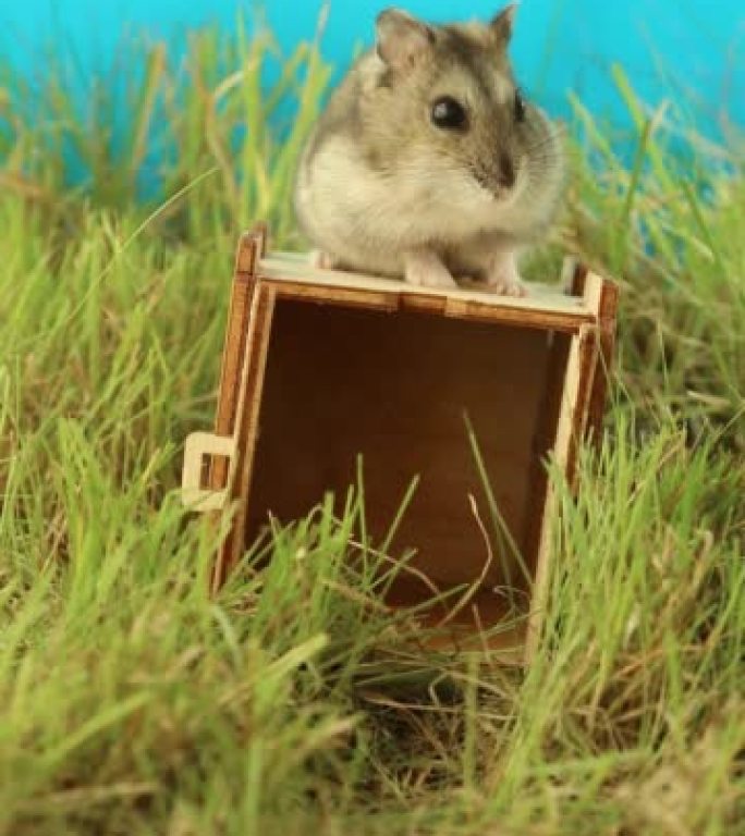 一只灰色仓鼠正坐在绿草丛中的房子上。一只蓝色背景上的啮齿动物。
