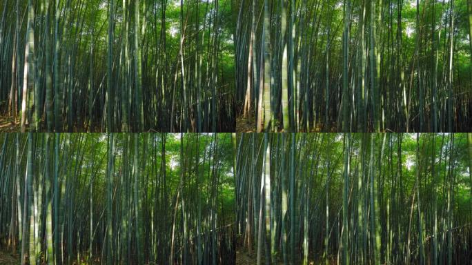 竹林中的时光倒流。光影快速移动。美丽的风景。亮绿色。延时，延时