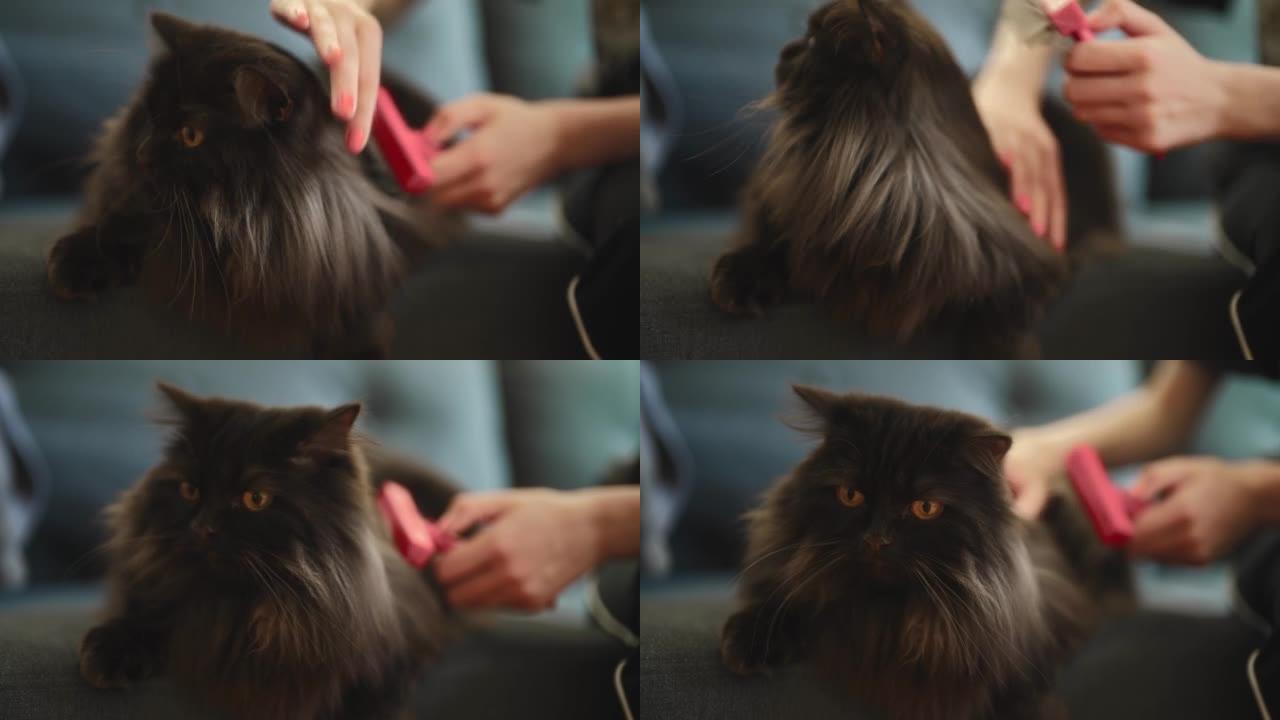 女人用梳子刷猫。