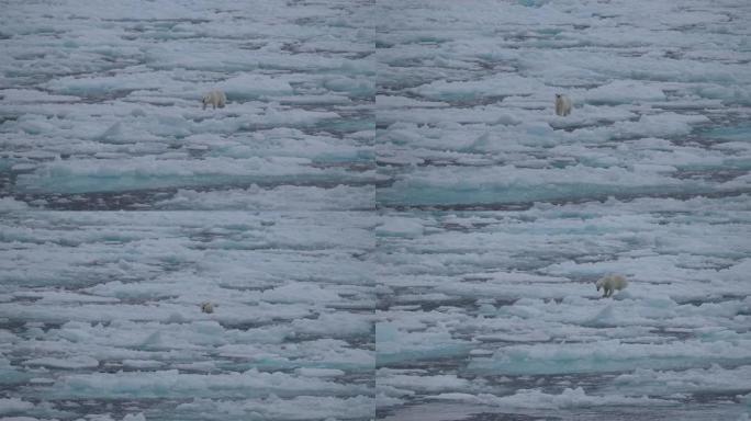 北极熊北极熊觅食野生动物世界